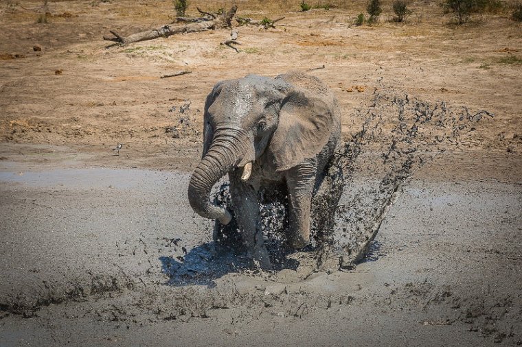 070 Zimbabwe, Hwange NP, olifant.jpg